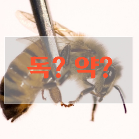 봉독-효능