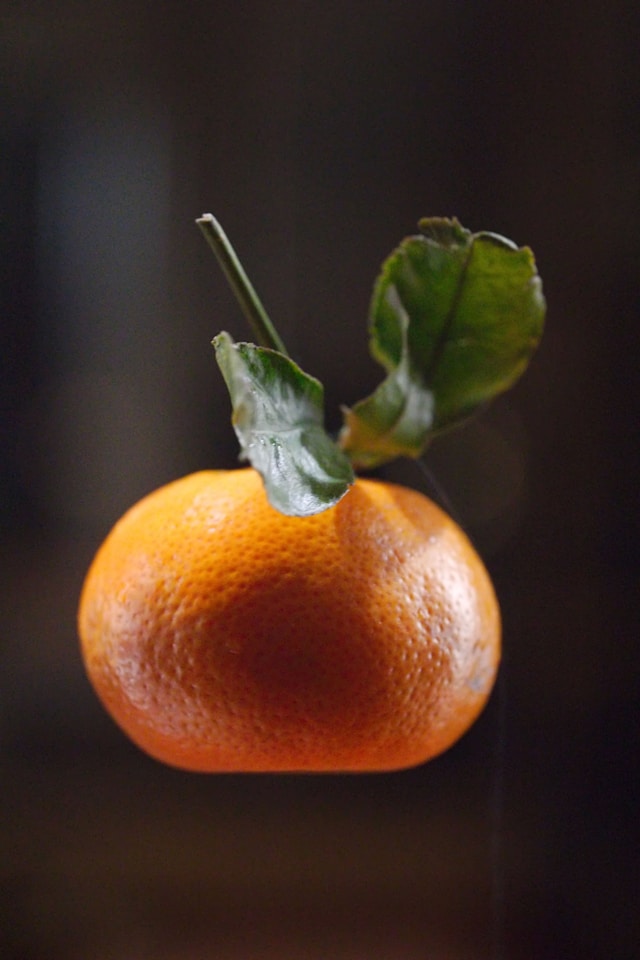 강제 착색 귤 구별법 꼭지의 비밀 확인