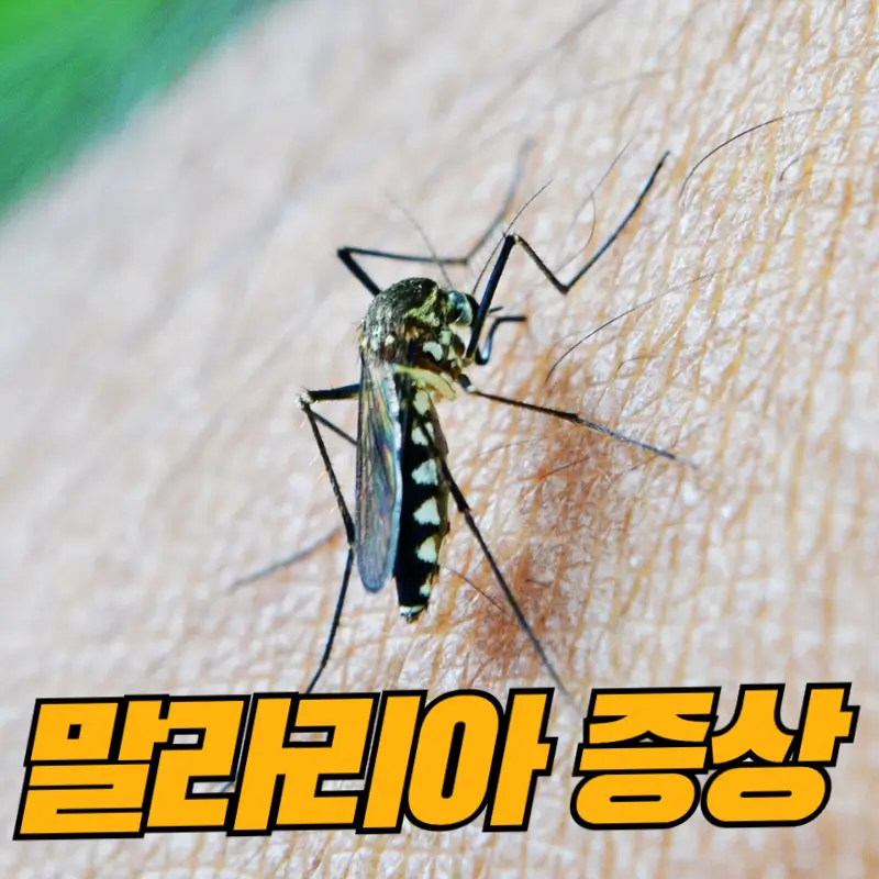 말라리아 모습