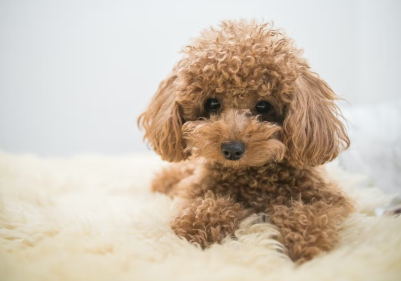 기운이 없는 토이푸.