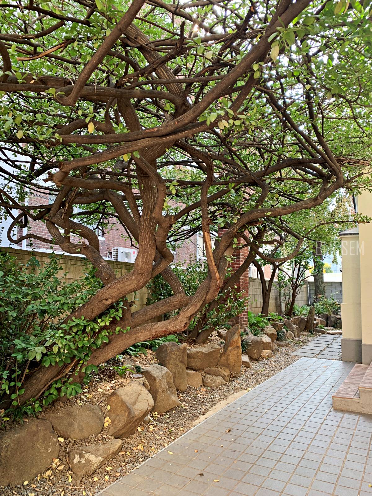 용산카페-삼각지카페-정원카페-예쁜카페-카페추천-피요르드-용리단길카페-정원-인테리어