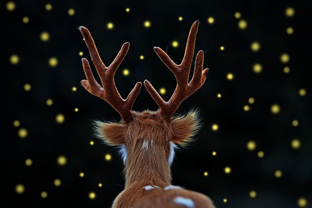 무주 반딧불축제 관련 이미지