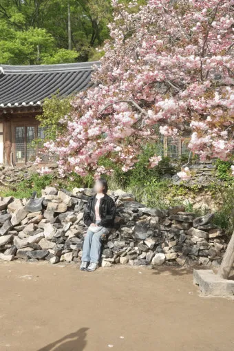 서산 개심사 청벚꽃 개화시기 명소_22
