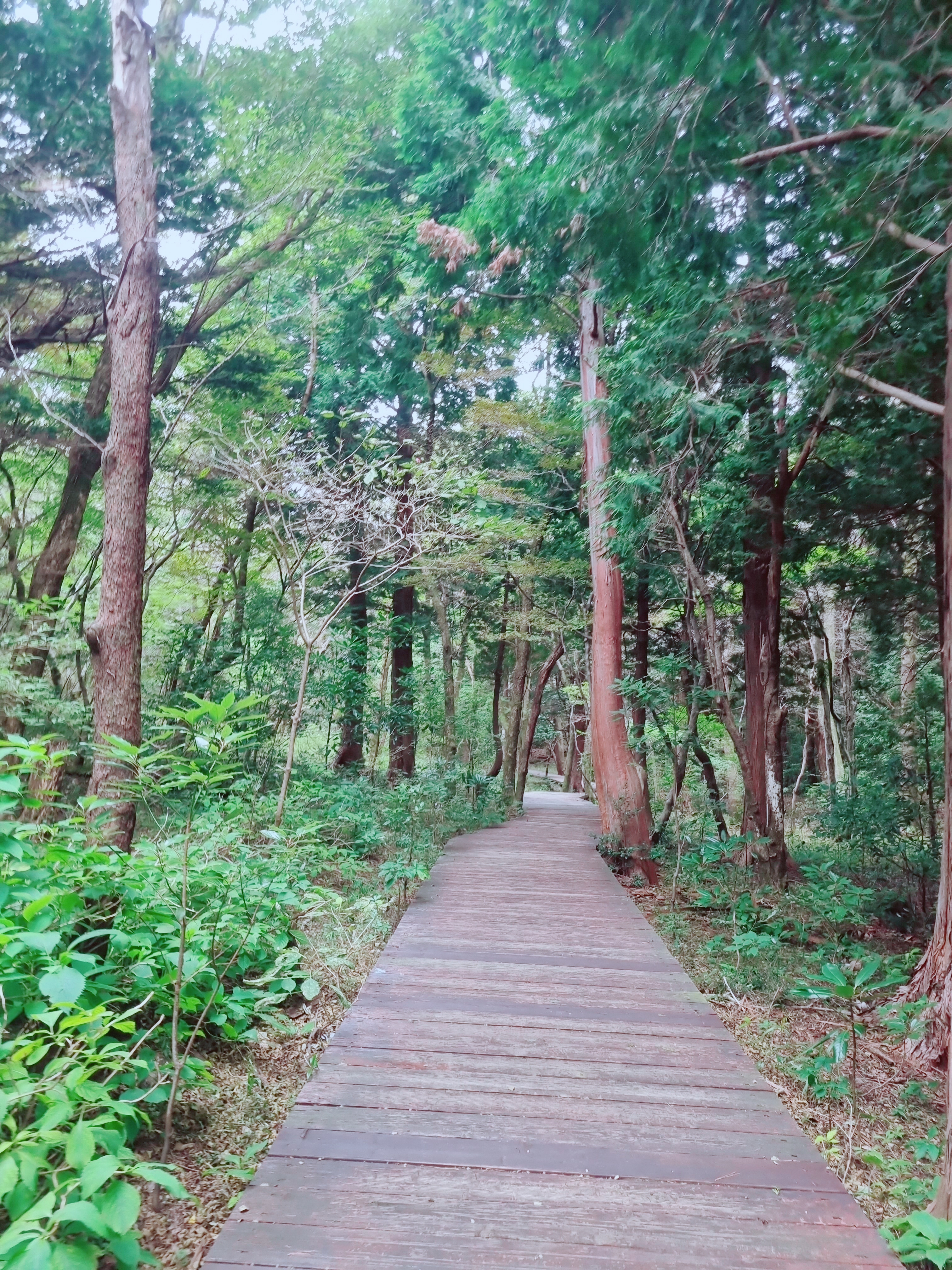 서귀포자연휴양림