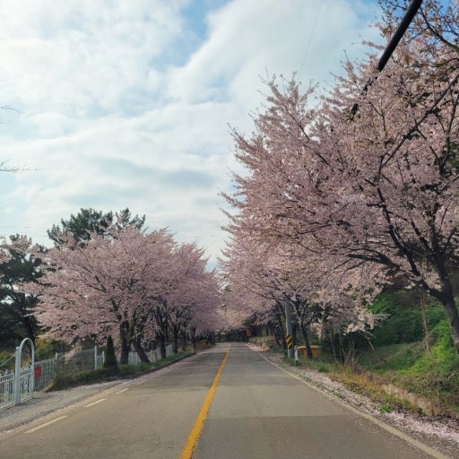 봄꽃 여행 성지