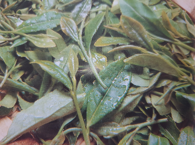 미용을 위해서 녹차 활용하는 방법