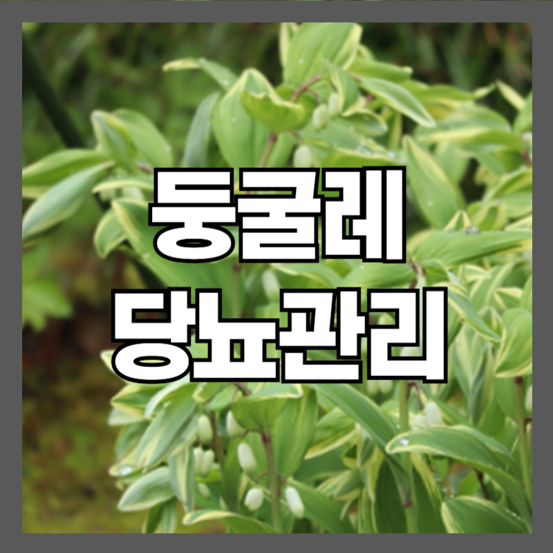 둥굴레당뇨 효능 부작용