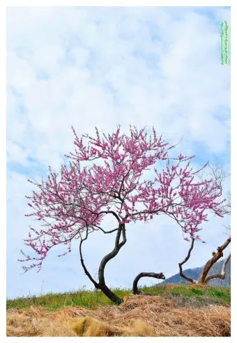 복숭아 나무 한살이 시기_5