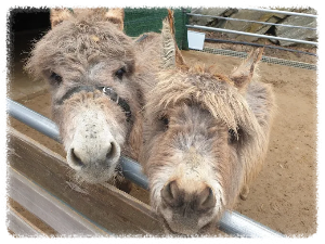 아이와 함께하는 여행이라면 프렌쥬랜드