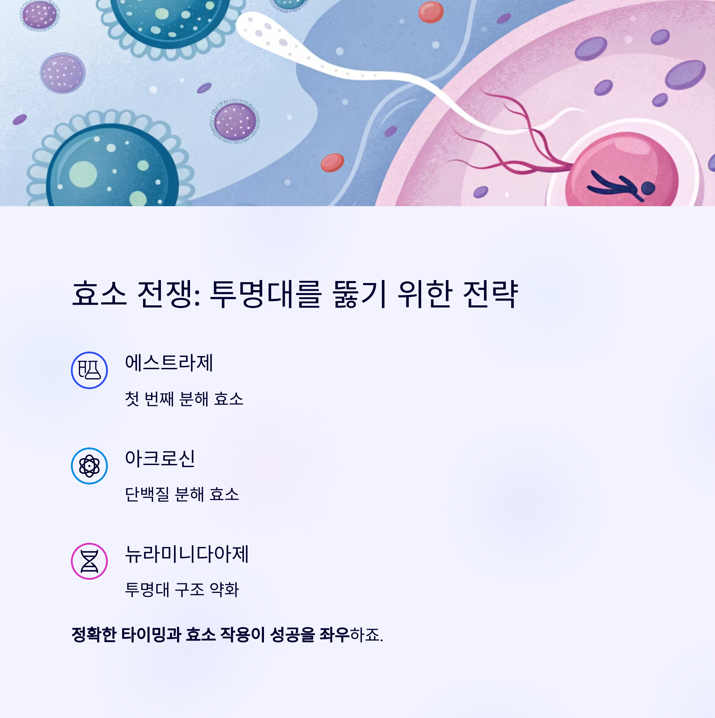 한 명만 살아남는다! 난자와 정자의 극한 여정-인포그래픽4