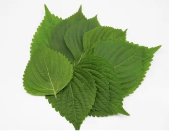 들깨 가격 및 효능&amp;#44; 영양소와 먹는 방법