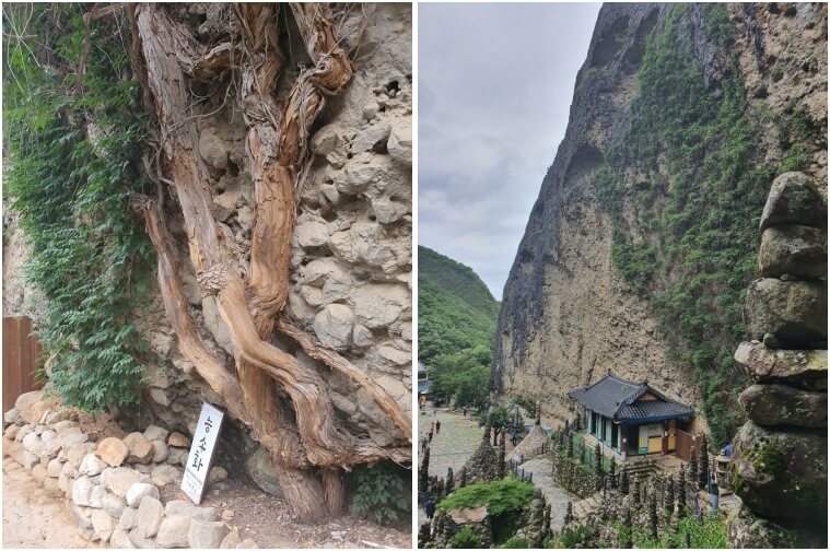 암벽을 타고오른 능소화