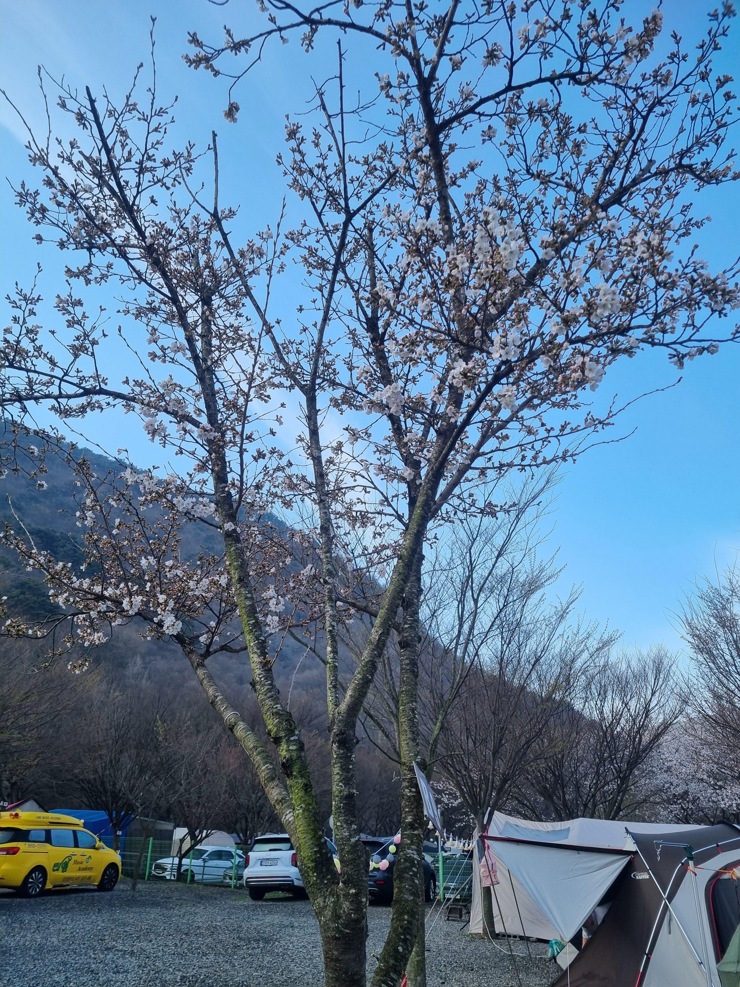밀양 산여울캠핑장