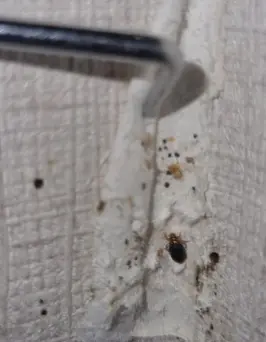 빈대 예방 및 퇴치