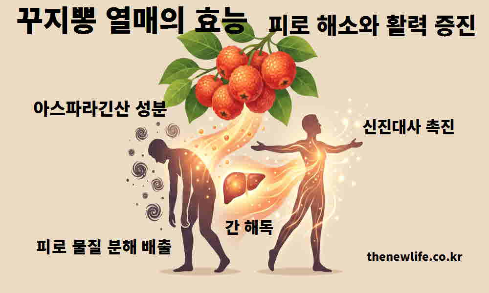 꾸지뽕 열매 효능 피로 해소 활력 증진