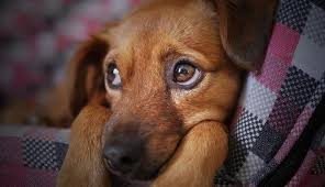 시무룩한 표정의 강아지모습