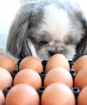 개가 삶은 달걀 먹어도 괜찮을까?