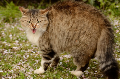 화가 나는 고양이.
