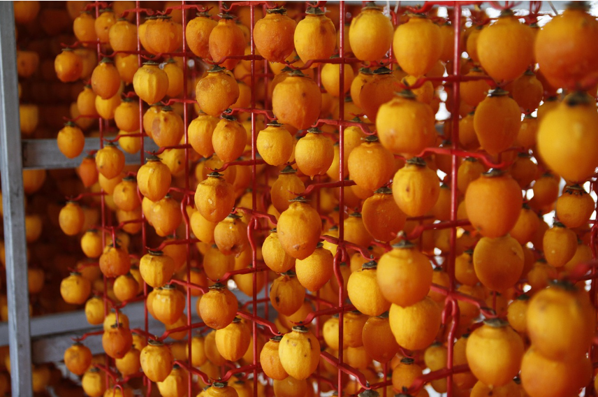 감농장 체험 관련 사진