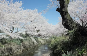 2026 벚꽃 힐링 여행 완벽 가이드