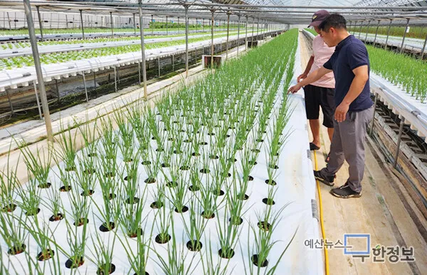 쪽파 재배 분구 관리 유기 자재 활용 친환경 방제_6