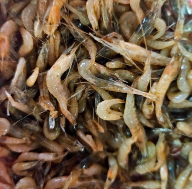 서산-민물장어-부석민물