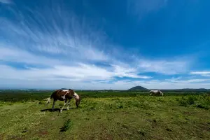 제주 렌트카 비교사이트 돌하루팡