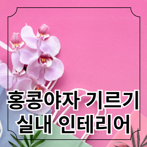 홍콩야자(셰프렐라) 키우기