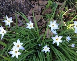 향기별꽃 이미지 사진