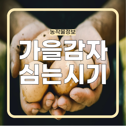 가을감자 심는시기