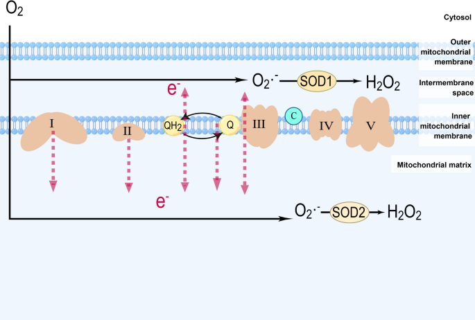 Mitochondrial electron transport chain