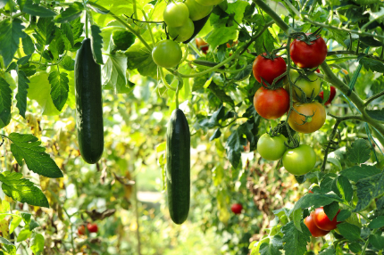 텃밭과 작물을 지키는 여름철 필수 수칙