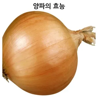 양파 수확시기_23