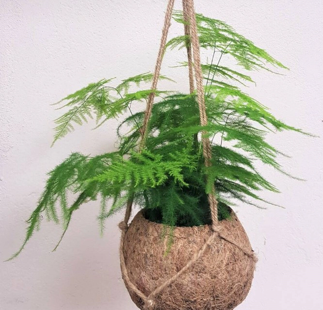 아스파라거스 키우기 화분 재배방법