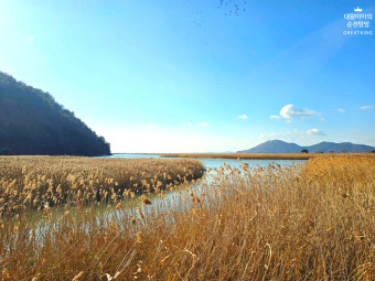 전남 순천만 습지