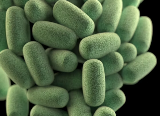 프로바이오틱스 효능