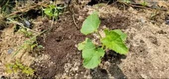 참외 순치기 순지르기 방법과 그림으로 쉽게 정리_8