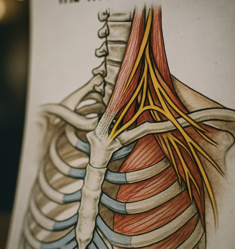 신경과 혈관이 지나가는 좁은 길목