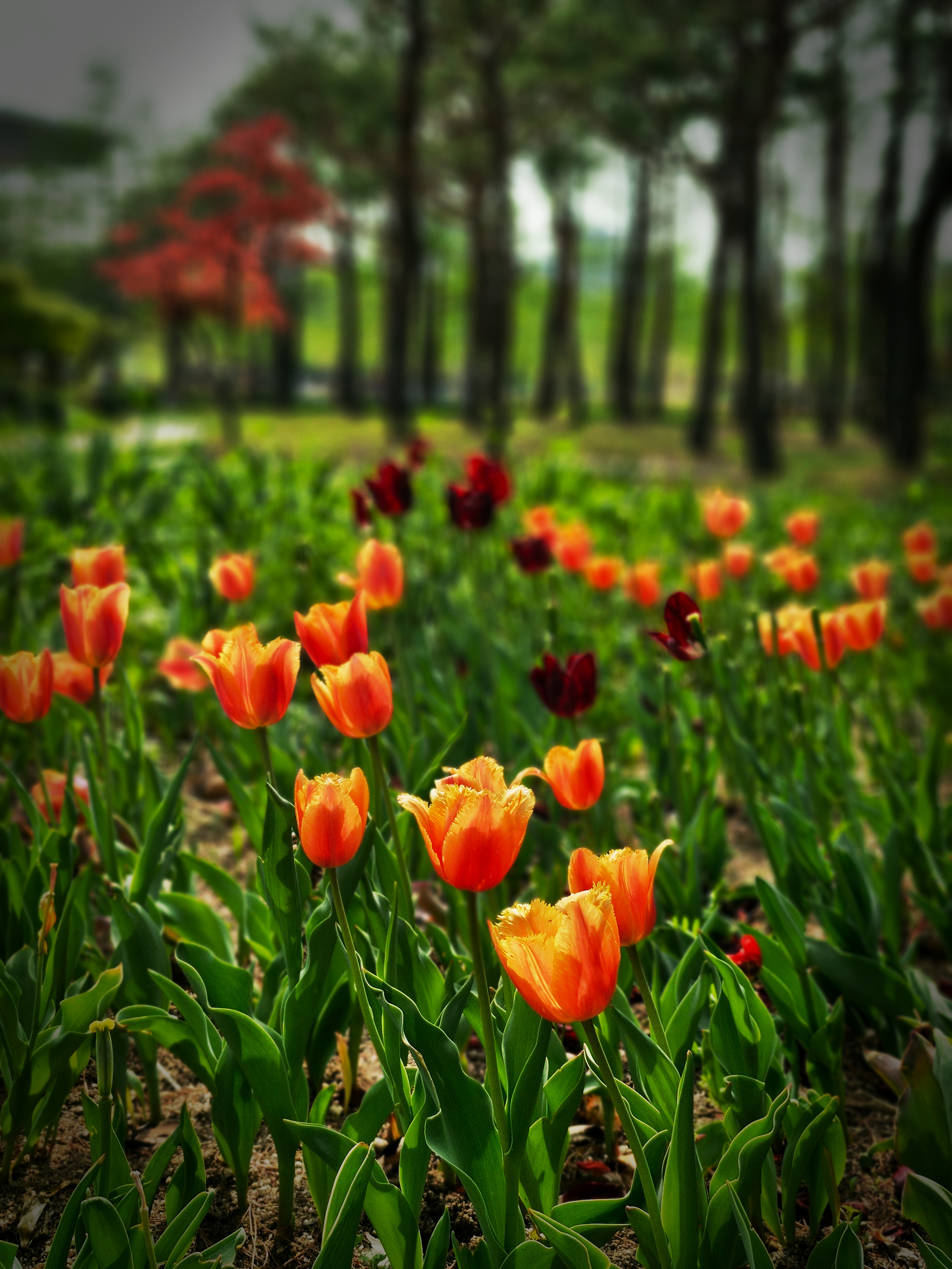 대전 한밭수목원의 봄풍경