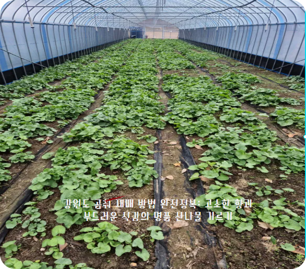 강원도 곰취 재배의 장점