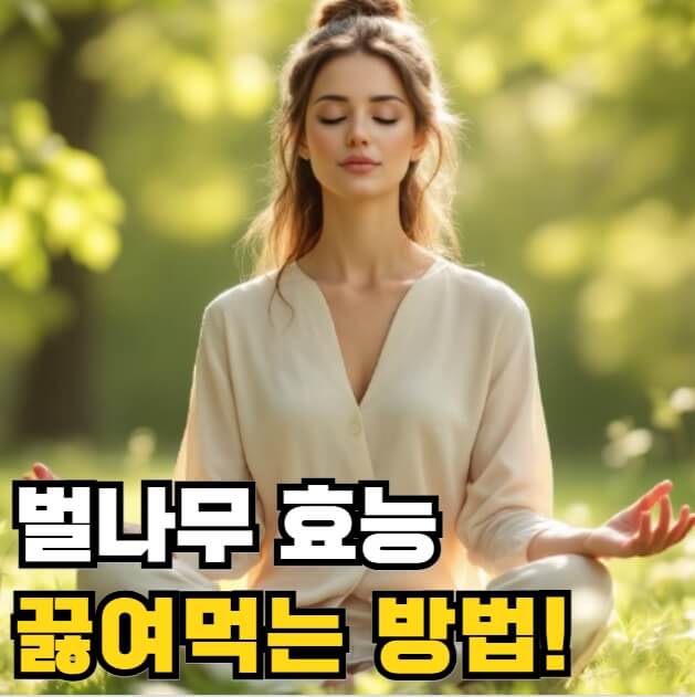 벌나무 효능 끓여먹는 방법