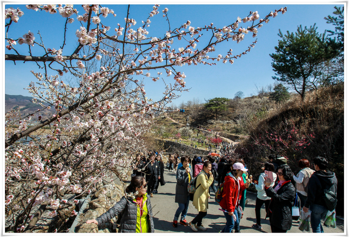 매화축제