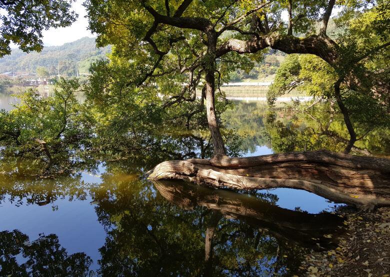 경산 반곡지 사진