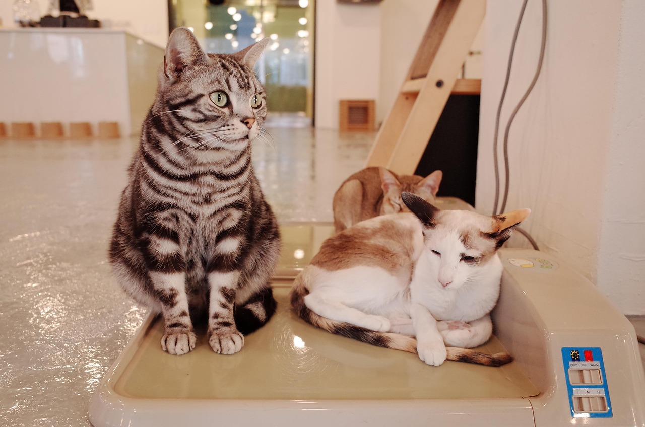 고양이 보험 꼭 필요할까? 월 보험료&amp;#44; 보장 범위 현실 정리