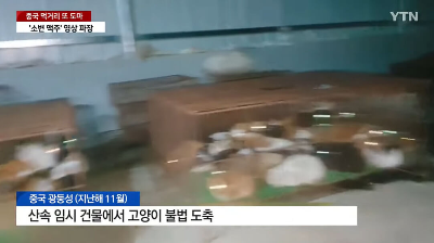 양꼬치에 양 대신 고양이 고기 뉴스 기사 이미지