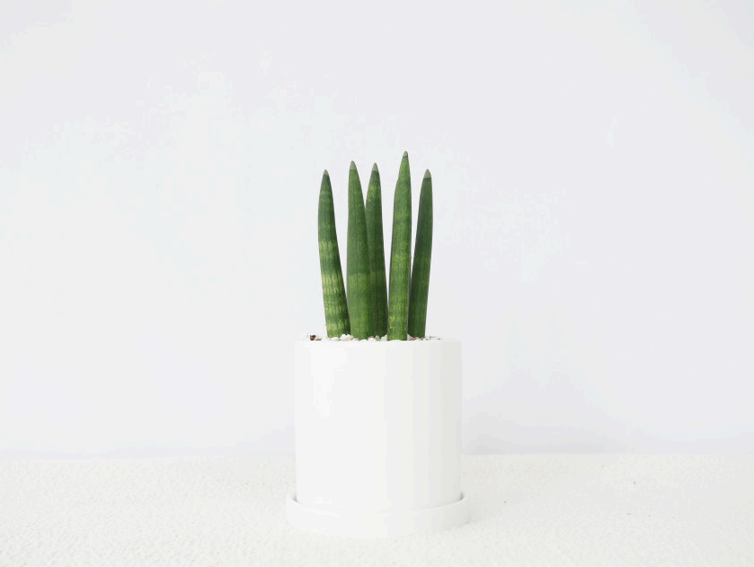 자취생이라면 꼭 사야 할 원룸 필수템 BEST 5