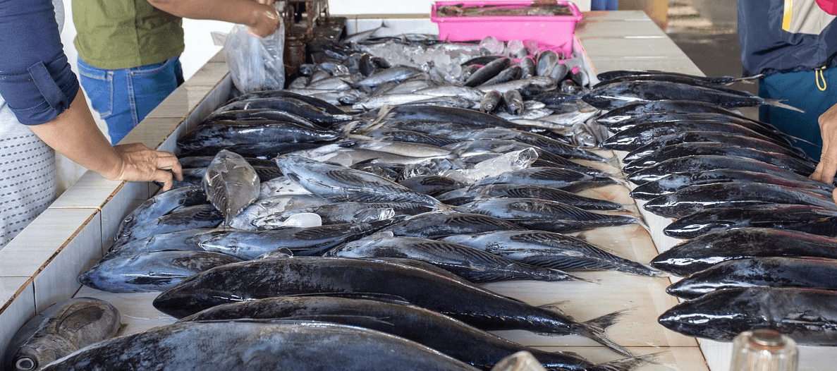 고등어 효능과 관련된 고등어와 생선 사진 - 3