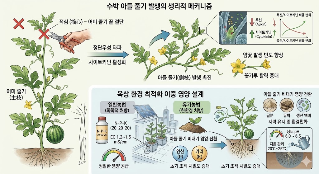 수박 어미 줄기 적심 후 아들 줄기가 힘차게 뻗어 나가는 형태를 도식화한 이미지