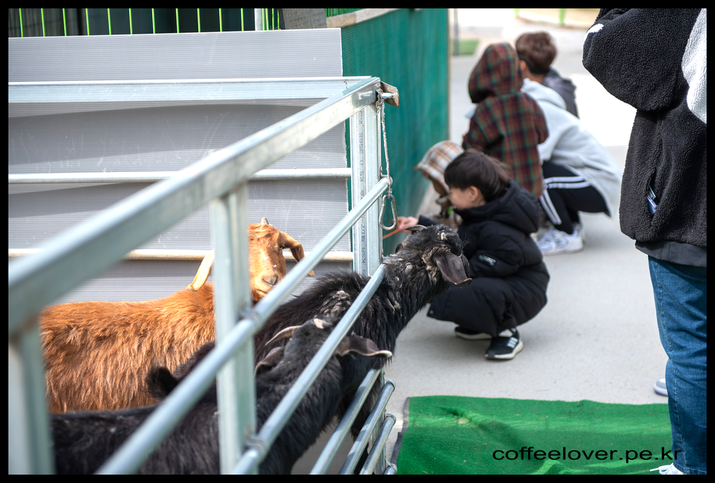 이천여행 아이와 가볼만한곳 덕평공룡수목원