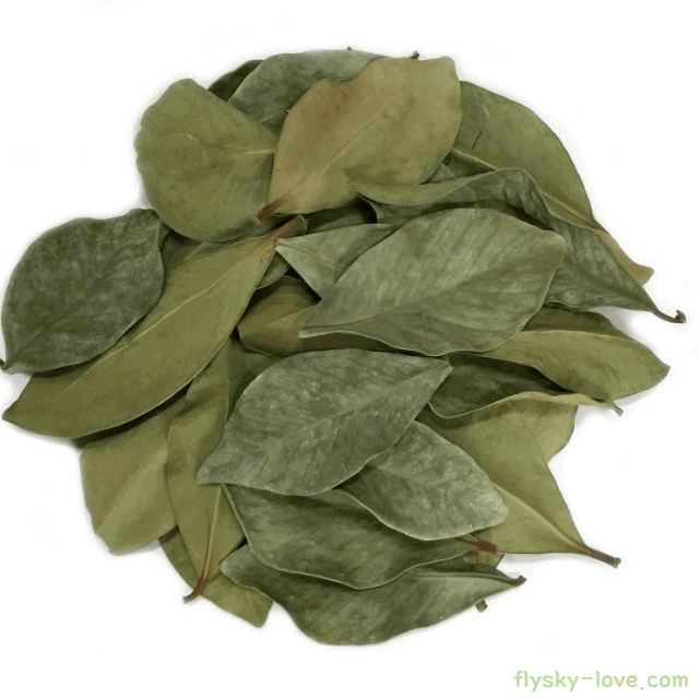 건조시킨 구아바잎